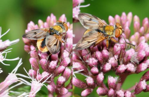 Ectophasia crassipennis