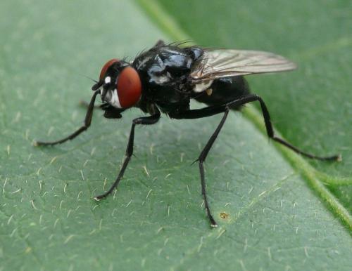 Hydrotaea diabolus