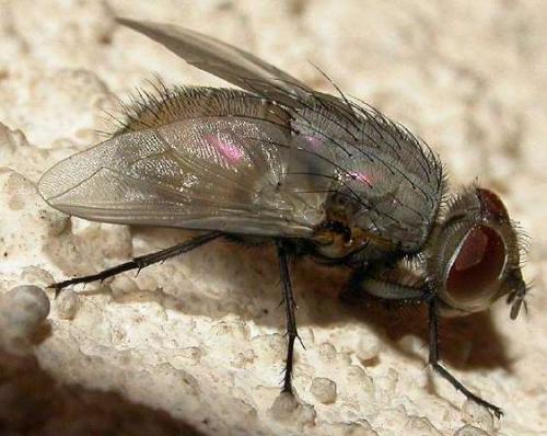Lucilia sp.