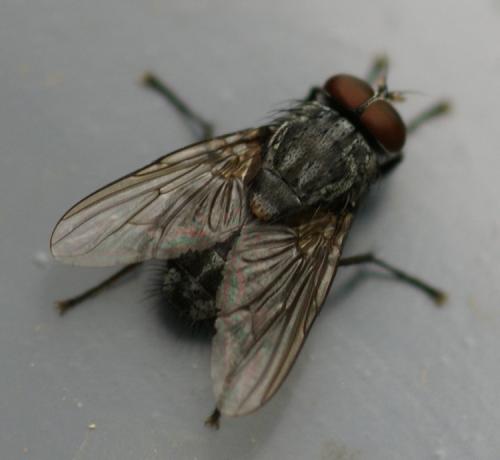 Réf. 37 562 : Muscina prolapsa