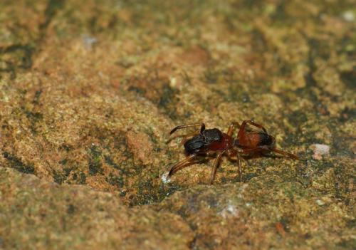 Réf. 37 673 : Myrmarachne formicaria