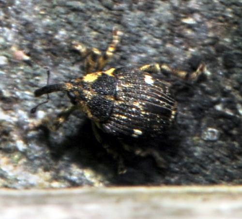 Nedyus quadrimaculatus