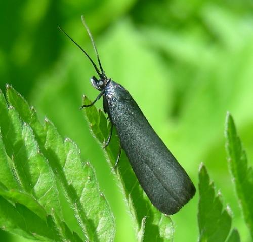 Réf. 37 332 : Lymphia chalybella