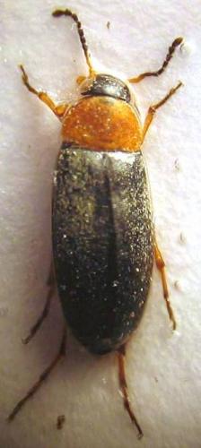 Anaspis regimbarti