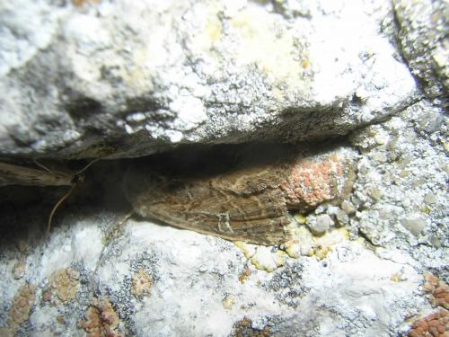 Réf. 37 743 : Luperina dumerilii