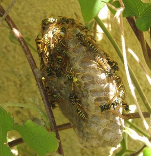 Polistes gallicus