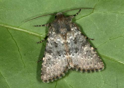 Réf. 37 686 : Polymixis dubia