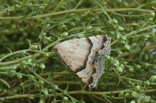 Odice blandula