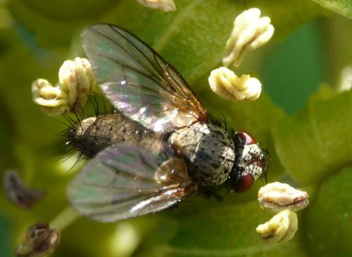 Réf. 37 153 : Ocytata pallipes