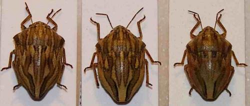 Réf. 37 278 : Odontotarsus divers