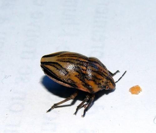 Odontotarsus purpureolineatus