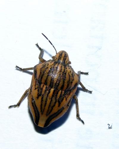 Réf. 37 379 : Odontotarsus purpureolineatus