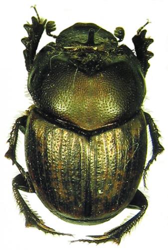 Réf. 37 289 : Onthophagus medius