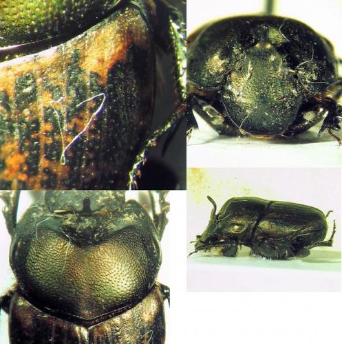 Onthophagus medius