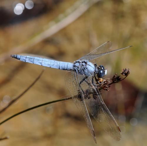 Réf. 37 083 : Orthetrum brunneum