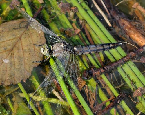 Orthetrum cancellatum