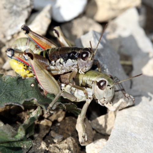 Réf. 37 738 : Podisma amedegnatoae