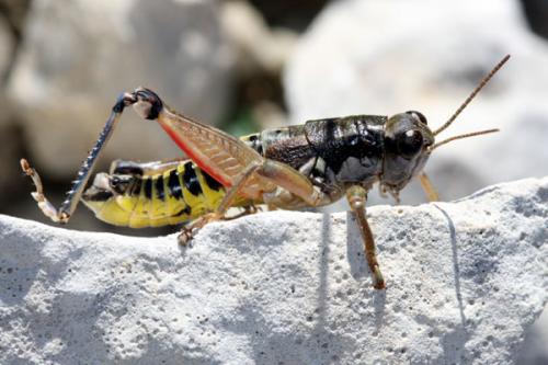 Réf. 37 739 : Podisma amedegnatoae