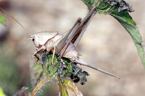 Réf. 37 162 : Thyreonotus corsicus corsicus