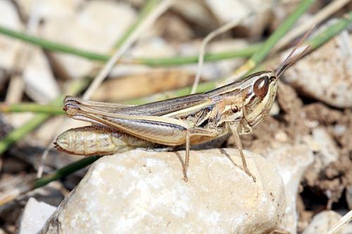 Réf. 37 163 : Euchorthippus elegantulus