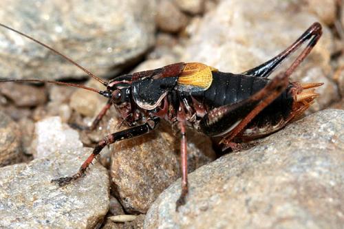 Antaxius hispanicus