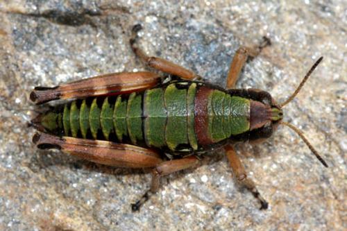 Réf. 37 166 : Cophopodisma pyrenaea