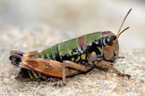 Réf. 37 167 : Cophopodisma pyrenaea