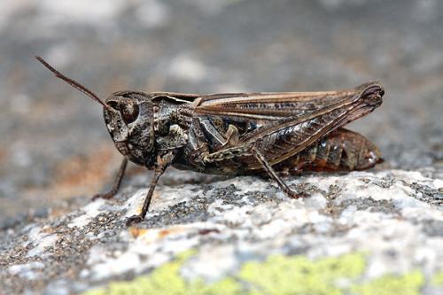 Réf. 37 607 : Omocestus haemorrhoidalis haemorrhoidalis