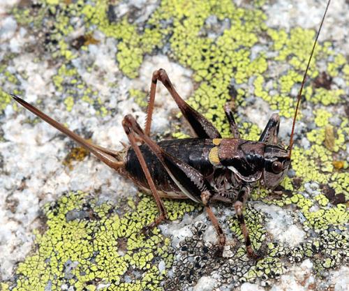 Antaxius hispanicus