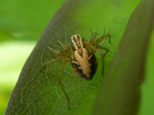 Oxyopes sp.