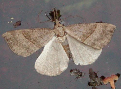 Réf. 37 943 : Hypena proboscidalis