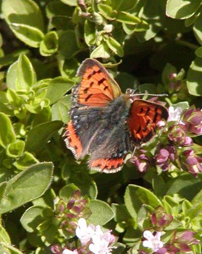 Lycaena phlaeas