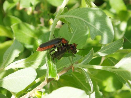 Cantharis fusca