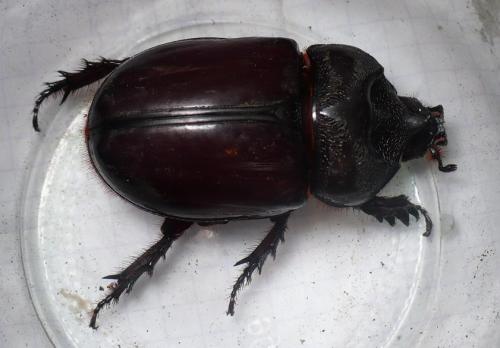 Strategus sp.