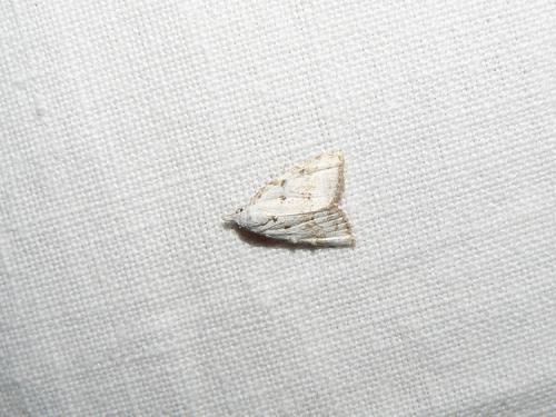 Réf. 37 064 : Nola aerugula