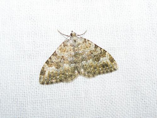 Réf. 37 858 : Nebula salicata