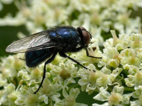 Réf. 37 709 : Protocalliphora azurea