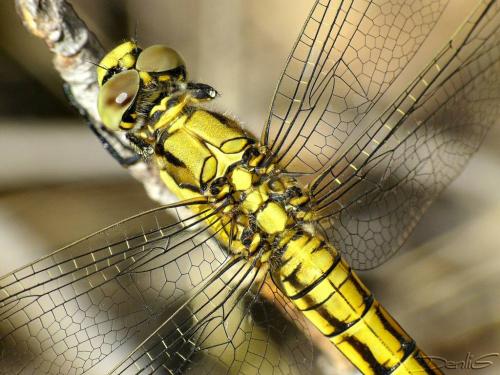Orthetrum cancellatum