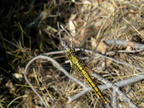 Orthetrum cancellatum