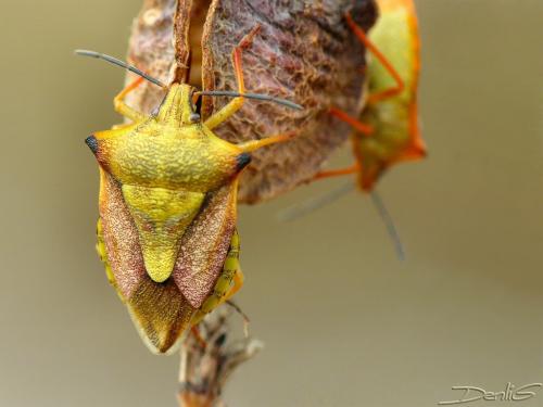 Carpocoris mediterraneus atlanticus