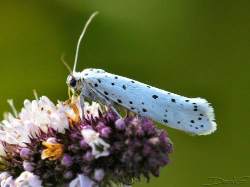 Yponomeuta sp.