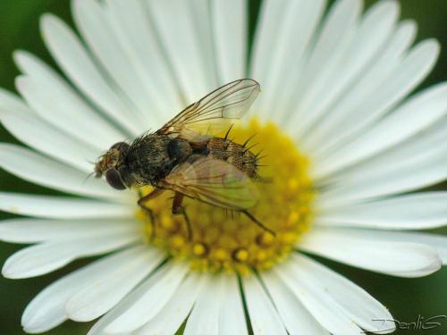 Siphona sp.