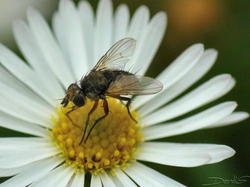 Réf. 37 059 : Siphona sp.