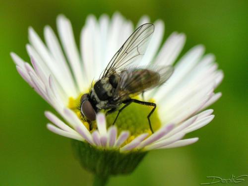 Limnophora tigrina