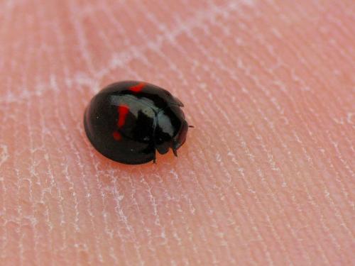 Chilocorus bipustulatus