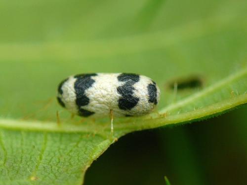 Réf. 37 608 : Campopleginae inconnu