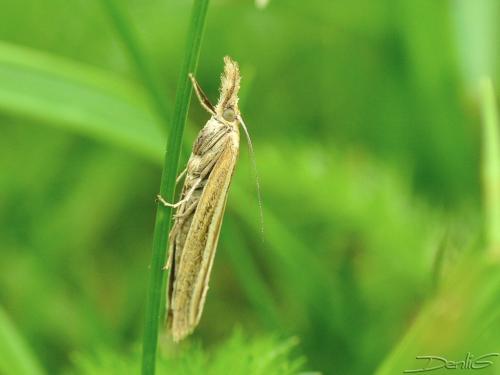 Agriphila tristella