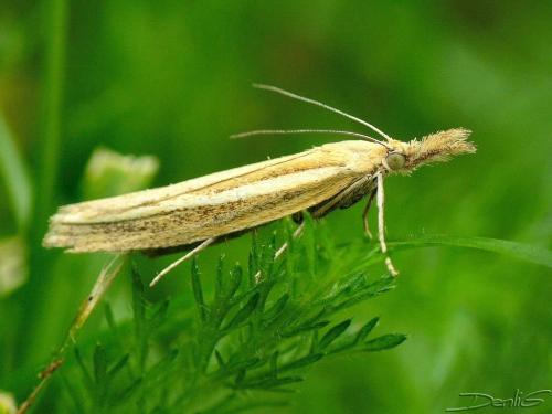 Réf. 37 096 : Agriphila tristella
