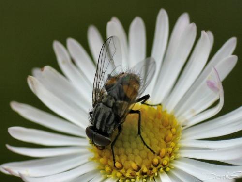 Musca autumnalis