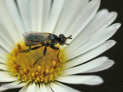 Thecophora sp.
